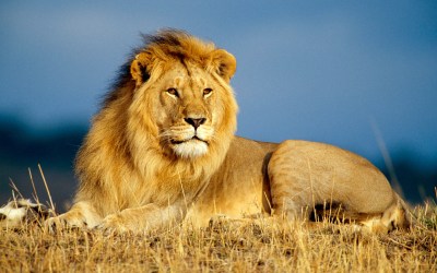 lion-hd-wallpapers